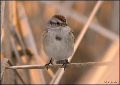 American Tree Sparrow 2895.jpg