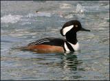 Hooded Merganser drake 2943.jpg