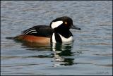 Hooded Merganser drake 2951.jpg