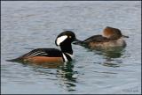 Hooded Merganser pair 2954.jpg