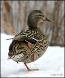 Mallard hen 3045.jpg