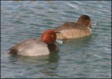 Redhead pair 2987.jpg