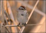 American Tree Sparrow 2895.jpg