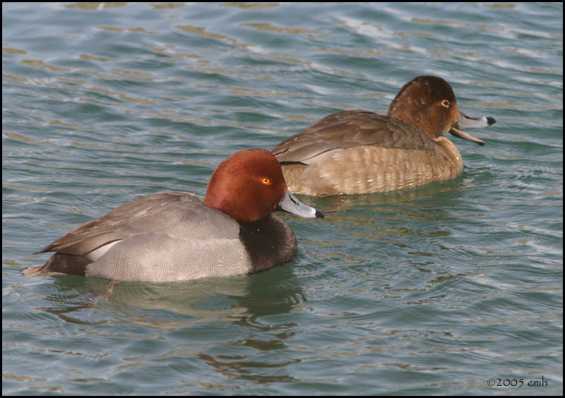 Redhead pair 2987.jpg
