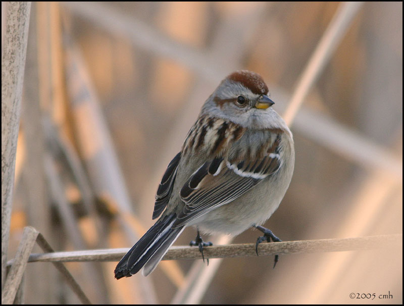 American Tree Sparrow 2898.jpg