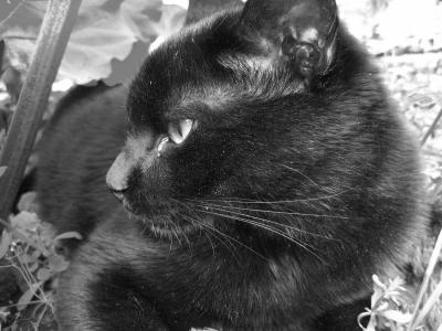 Jasper in black and white