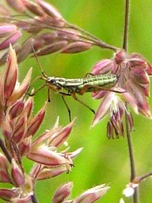 Bug on Grass