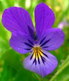 Wild Viola