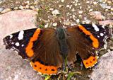 Butterfly Red Admiral.