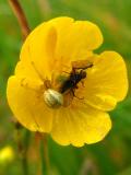 Spider in Buttercup