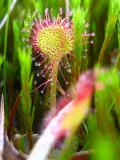 Sundew