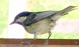 Coal Tit.