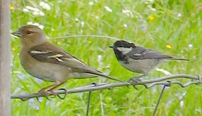 Coal tit and chaffinch