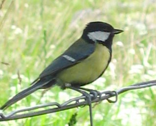 Great Tit