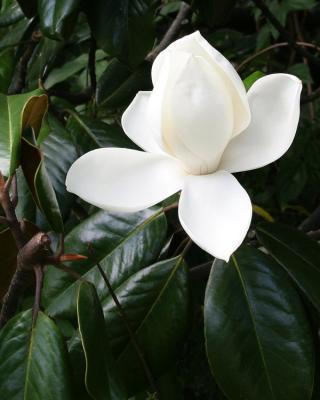 Magnolia Blossom