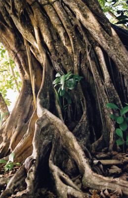 Strangler Fig