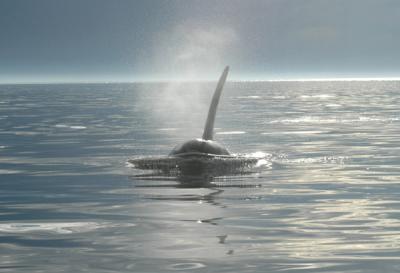 Orca Spray