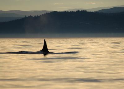 Orca at Sunset