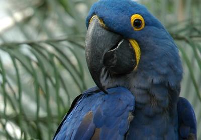 Blue Macaw 12