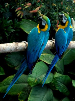 Blue and Gold Macaws 7