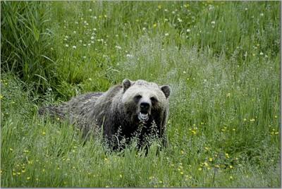 Grizzly in a Meadow