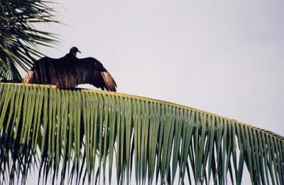 Vulture 17