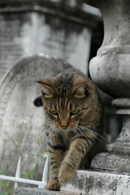 Cemetery Cat 2
