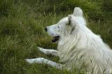 White Arctic Wolf