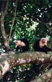 Capuchins