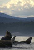 Sea Lions