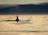 Orca at Sunset