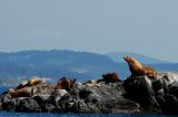 Sea Lions