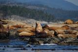 Sea Lions 12