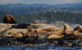 Sea Lions