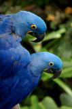 Blue Macaws 10