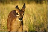 Black-tailed deer fawn