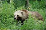 Grizzly in a Meadow 2