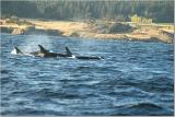 Orca Pod