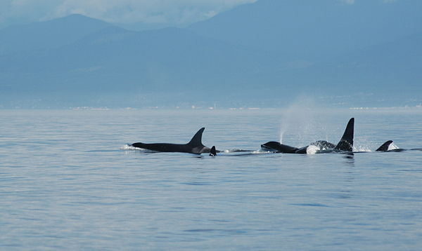 Orca Pod