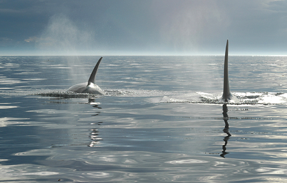 Orcas