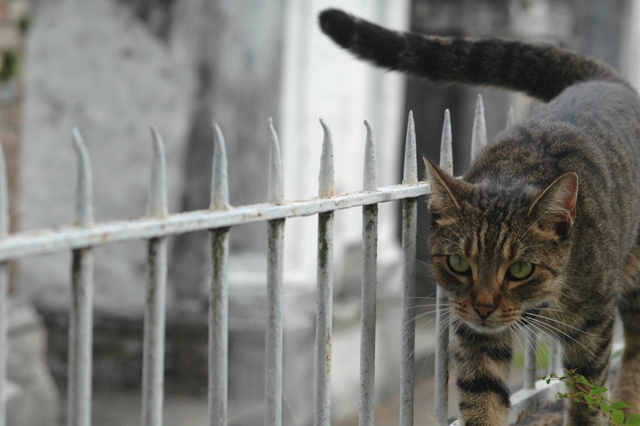 Cemetery Cat 3