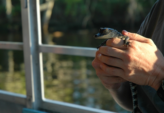 Alligator 3