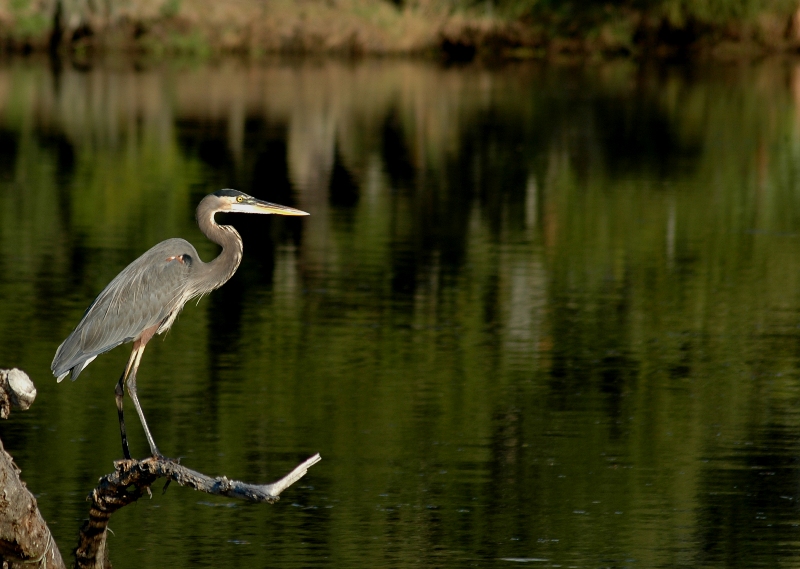 Heron