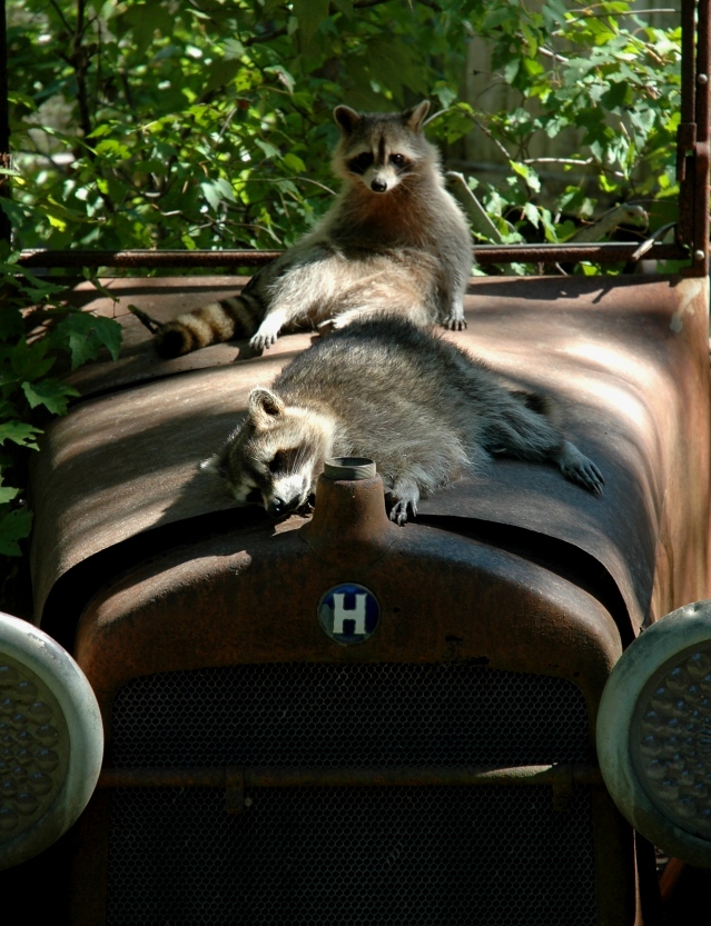 Raccoon 2