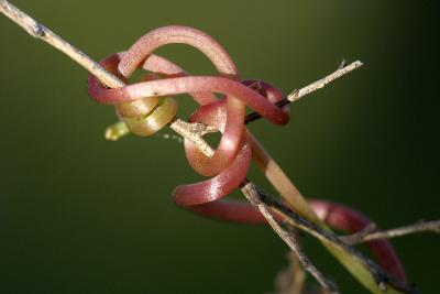 IMG_3778.jpg