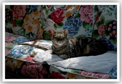 Cat on Couch