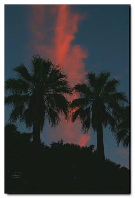 Palm trees on capitol lawn