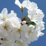 Cherry Blossom 2004