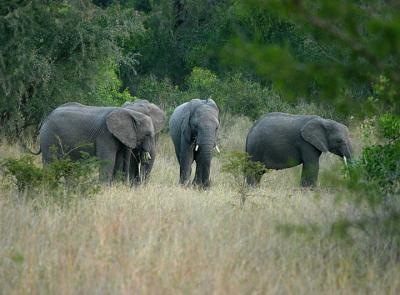 Elephants Grazing in the bush.jpg