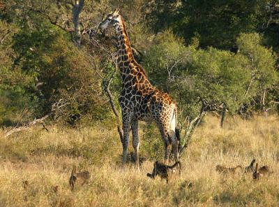 Giraffe and baboons.jpg